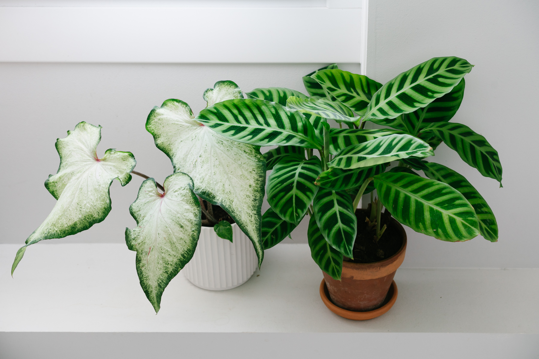 caladium et calathea