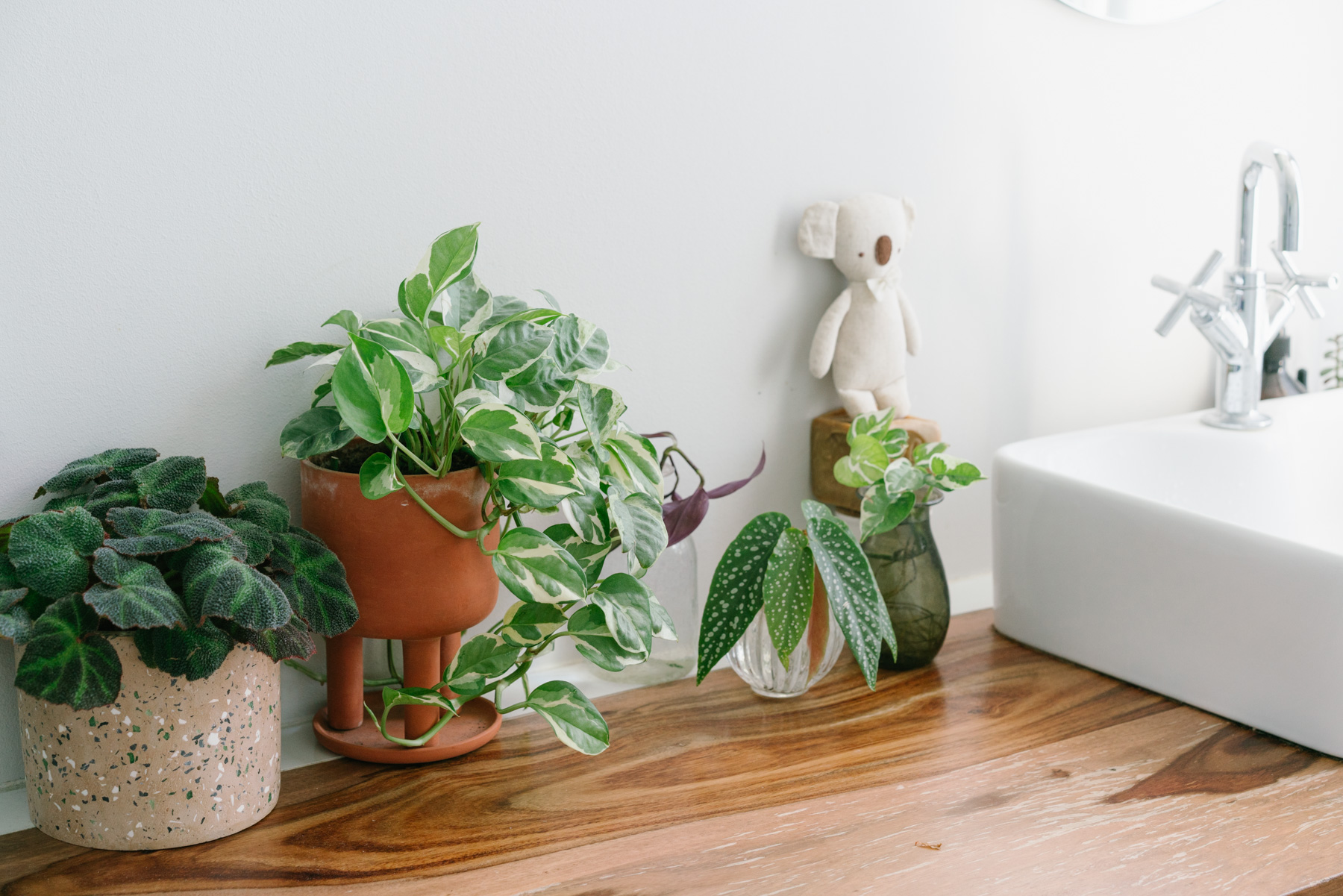 plantes salle de bain