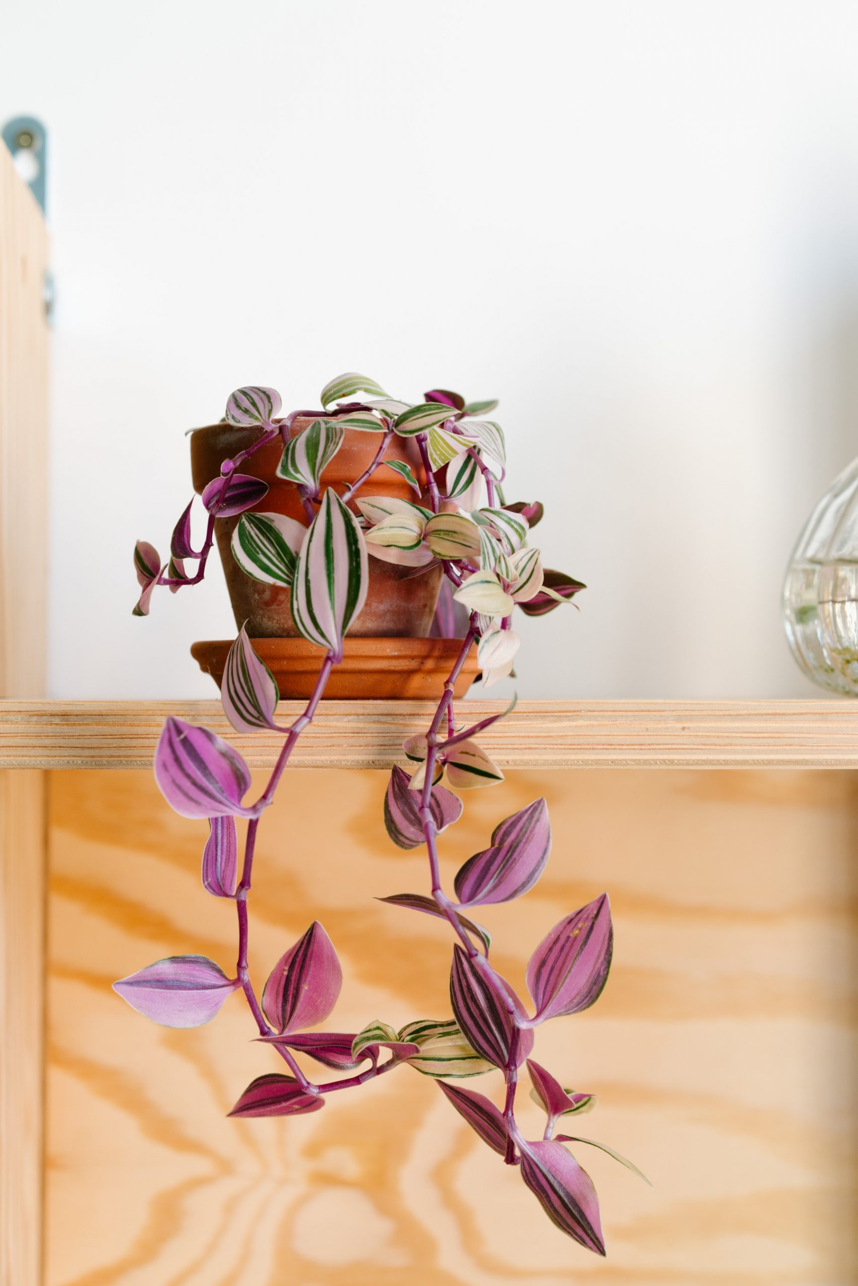 Tradescantia Nanouk