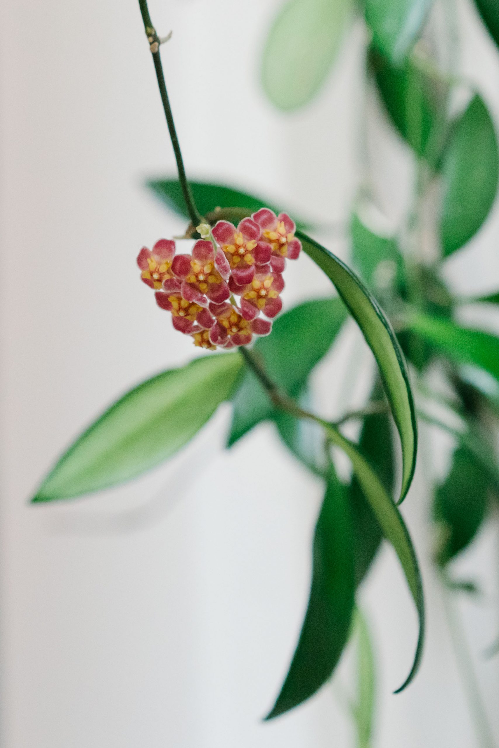 fleurs de Hoya Davidcummingii