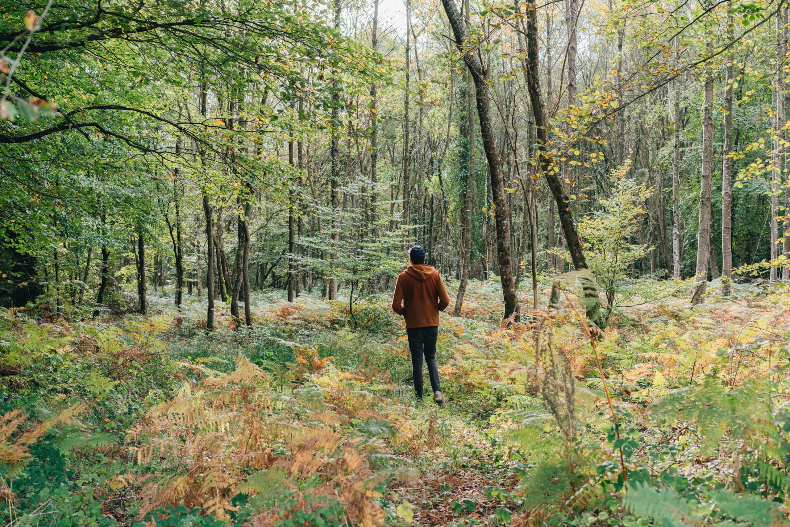 balade en forêt