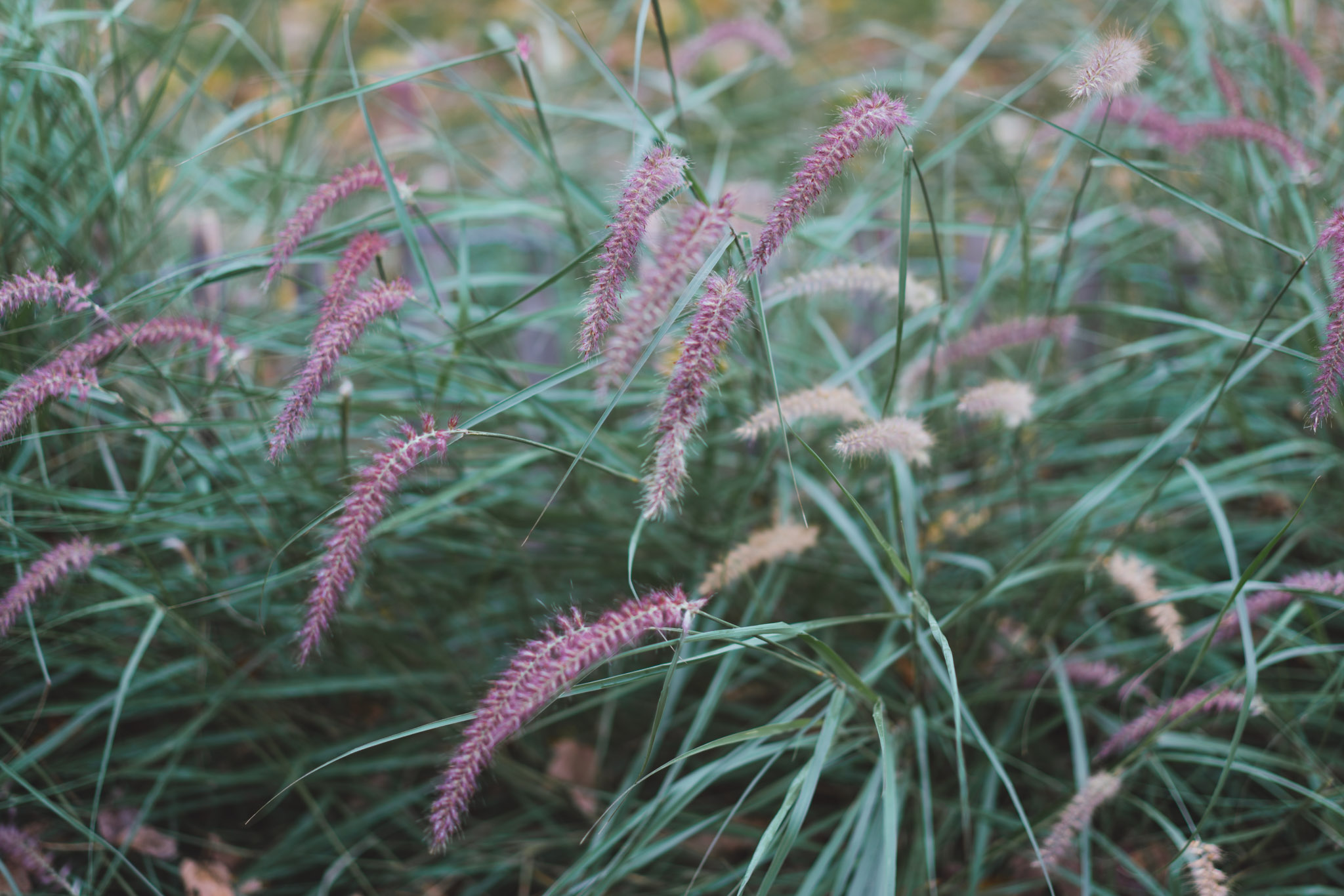 fleurs