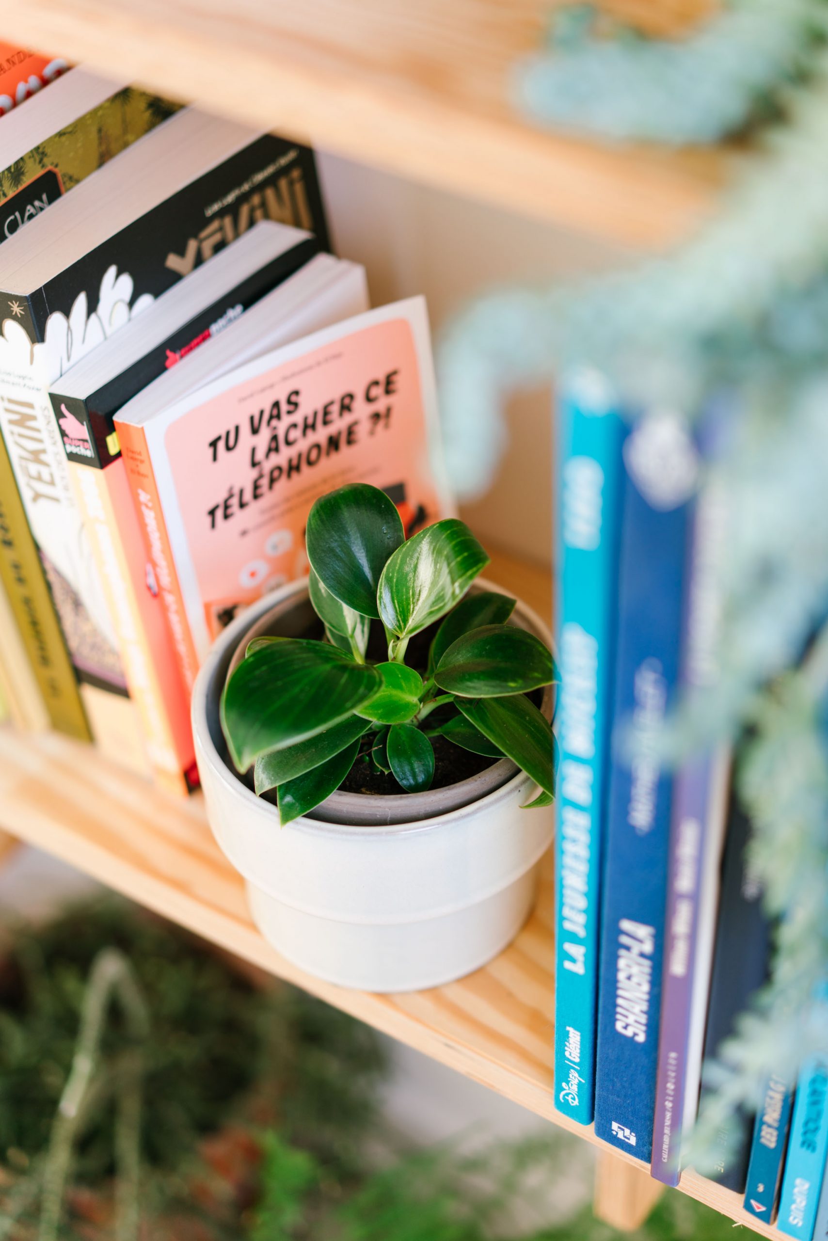 philodendron birkin