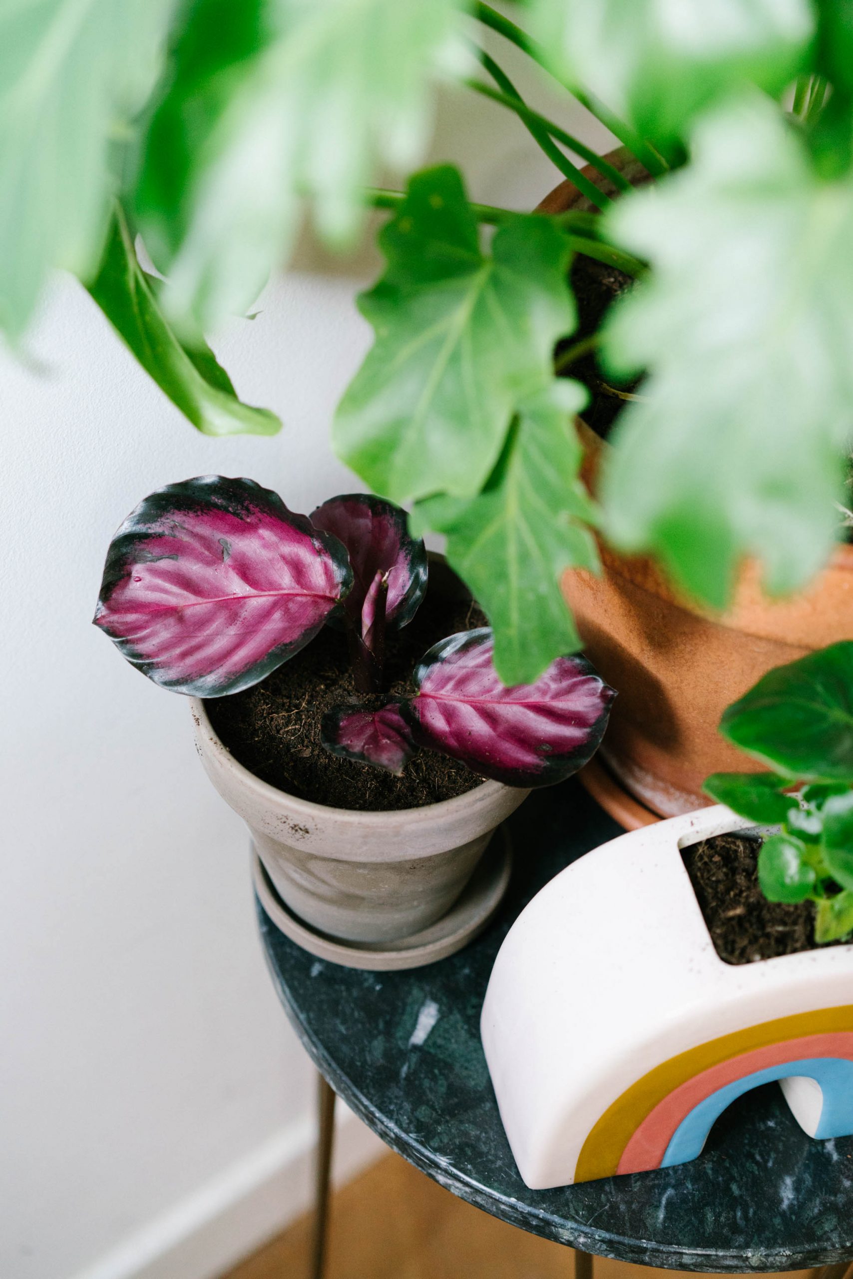 calathea crimson