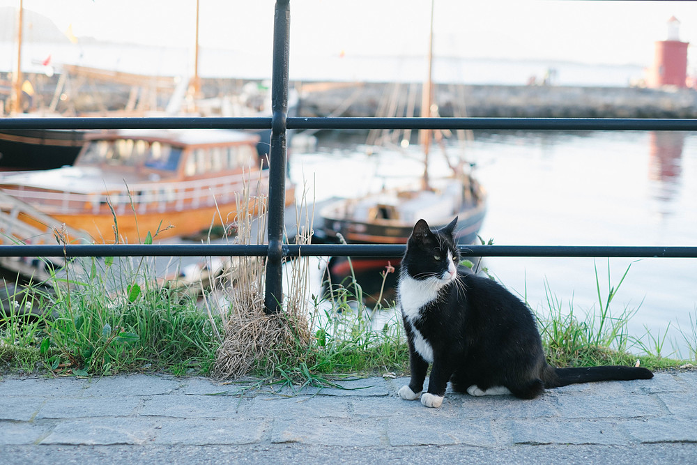 alesund chat