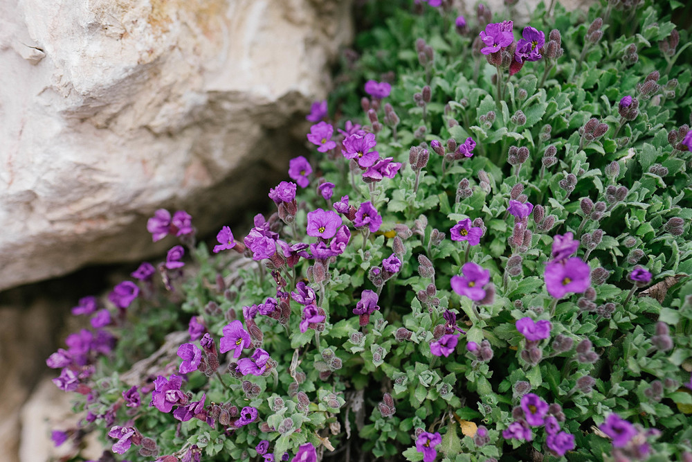 arêches-beaufort fleurs