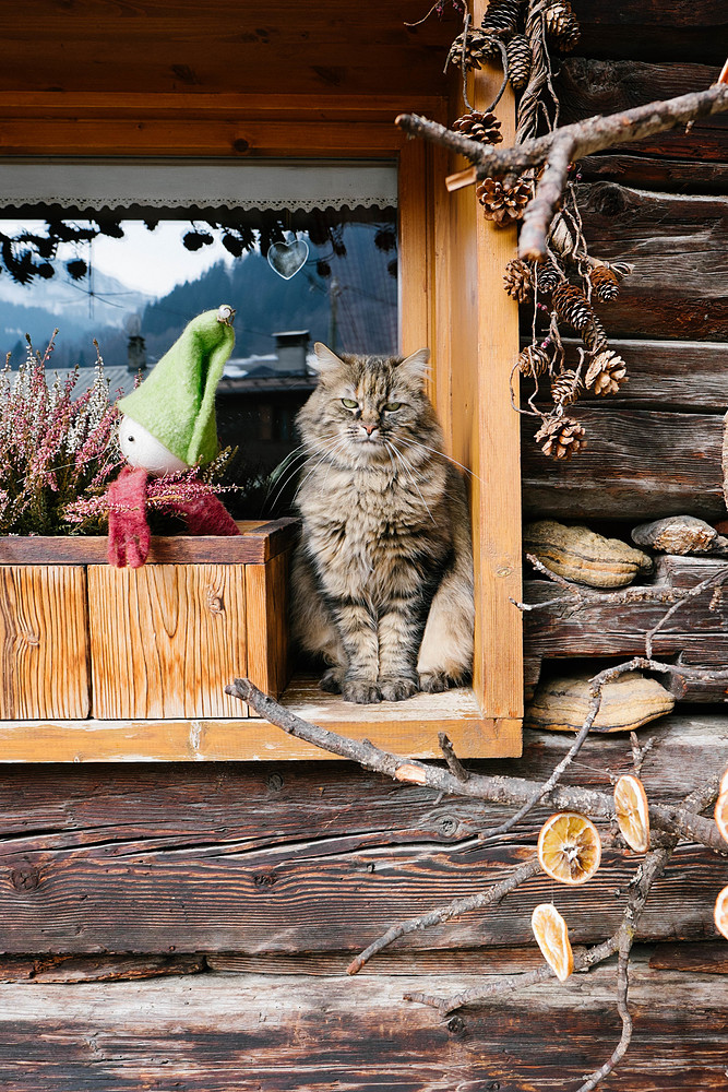 chat arêches