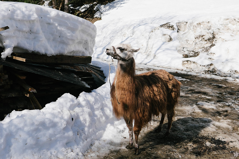 arêches-beaufort lama