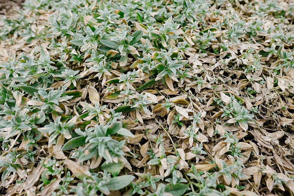 texture feuilles