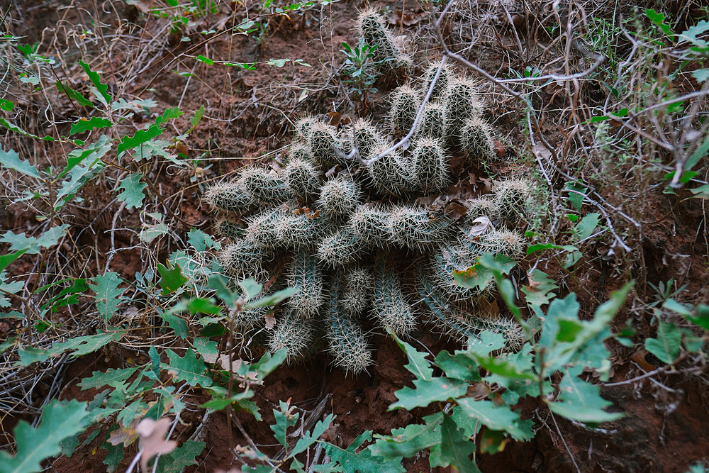 fiery furnace cactus