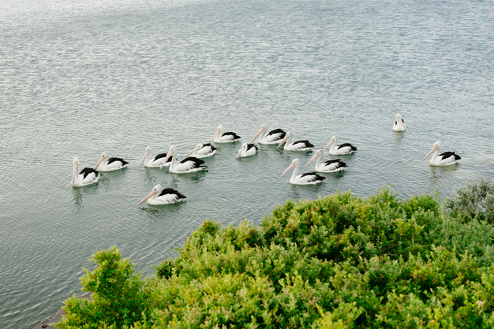 pélicans kangaroo island