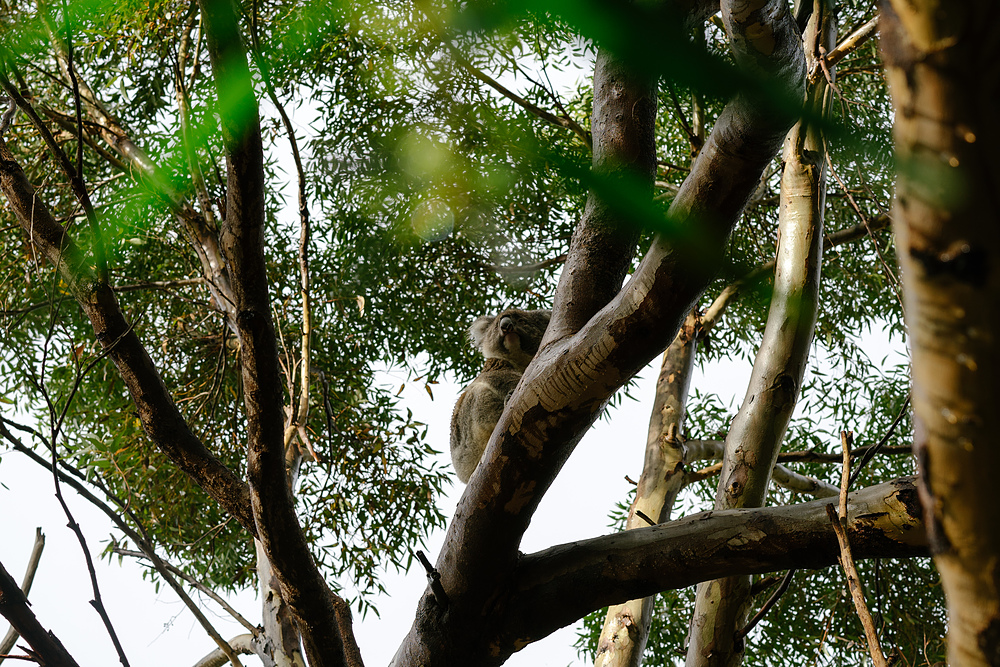 koala sur kangaroo island