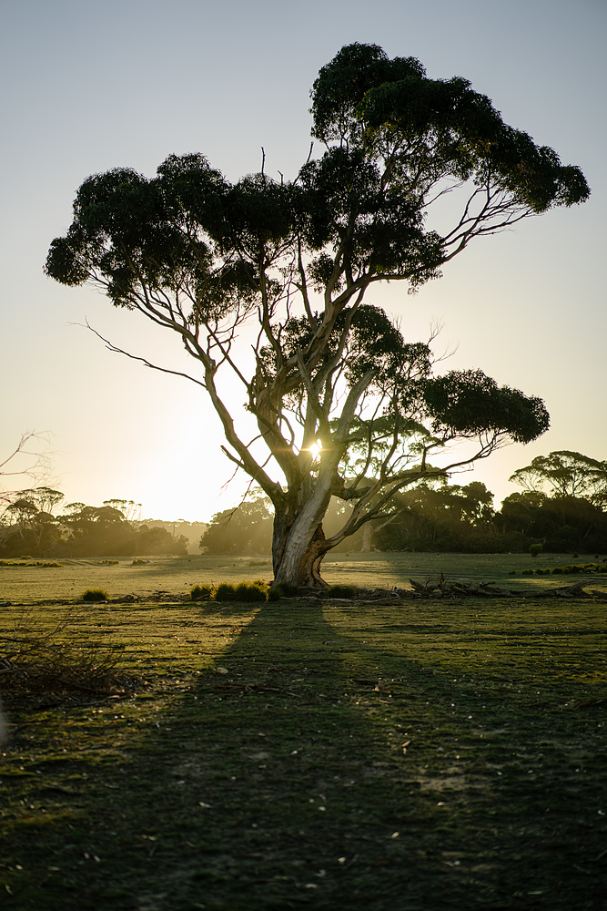 arbre kangaroo island