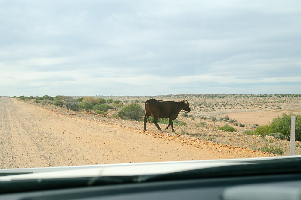 vache en australie