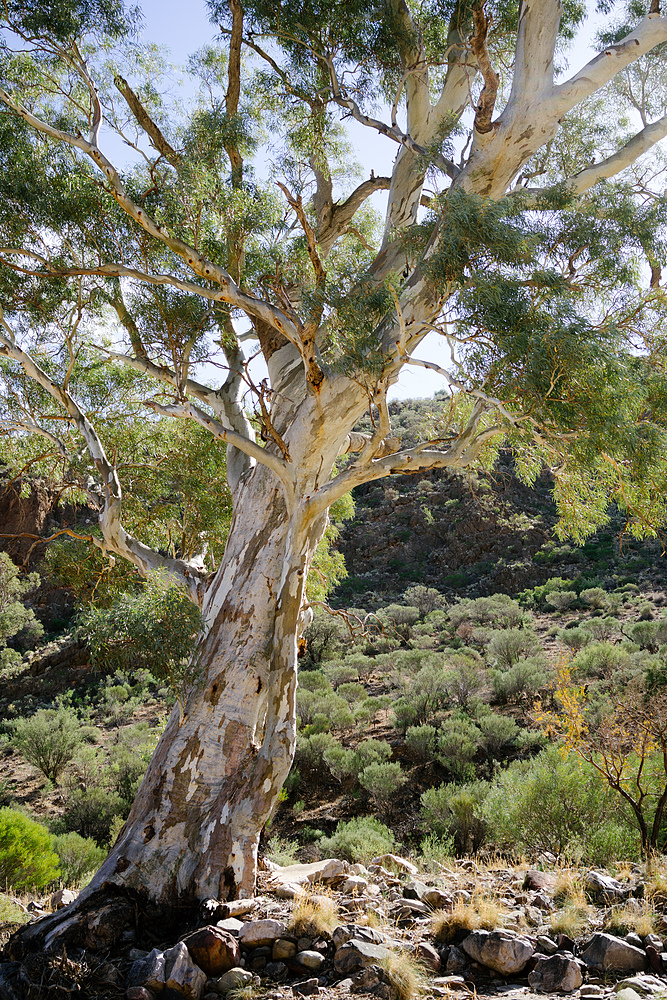 arbre australien