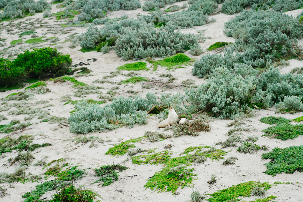 seal bay kangaroo island