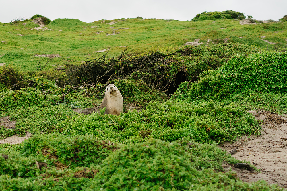 lion de mer kangaroo island