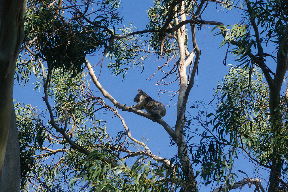 koala kangaroo island