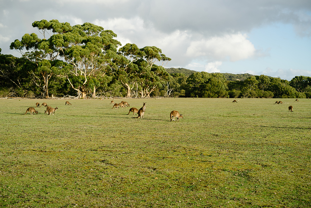 kangourous sur kangaroo island