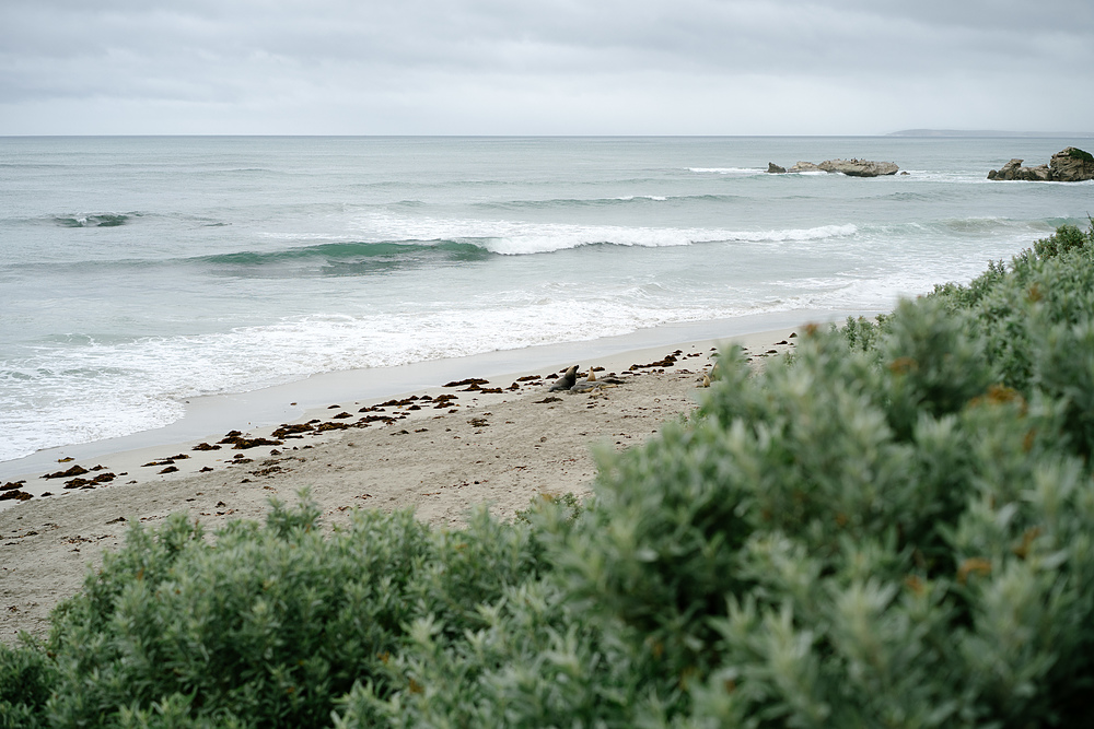 kangaroo island