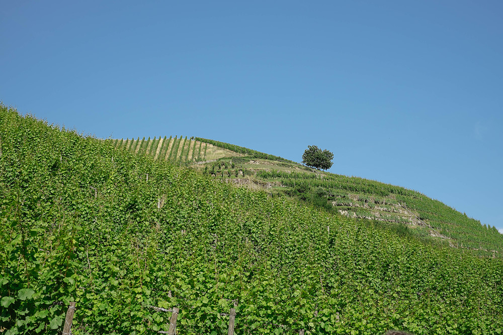 Weingut Schloss Neuweier