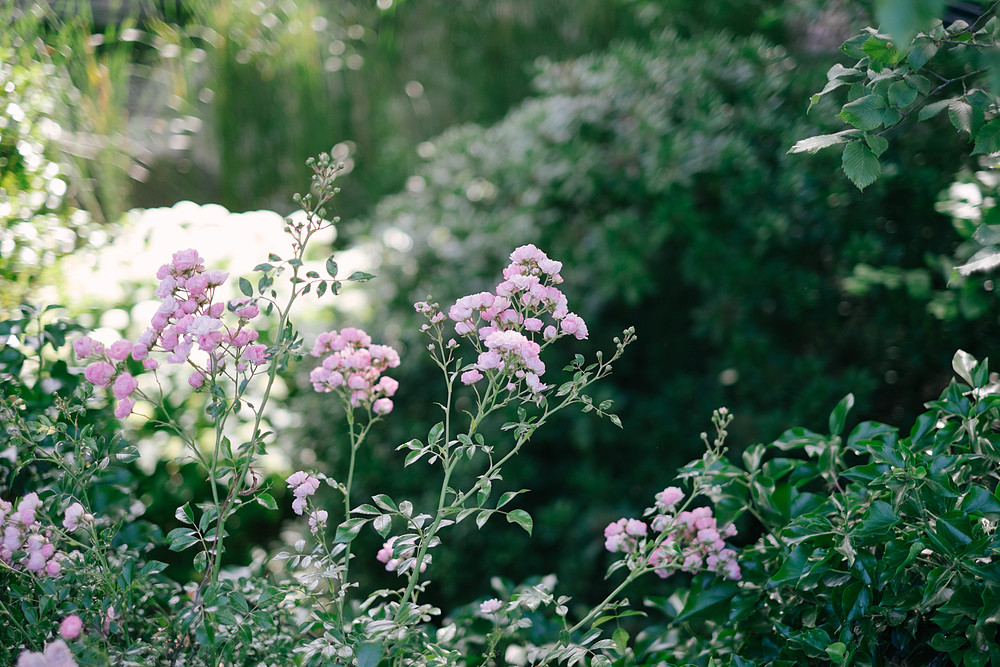 fleurs sauvages allemagne