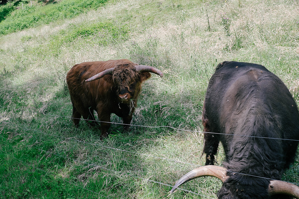 vaches écossaisses à baden-baden