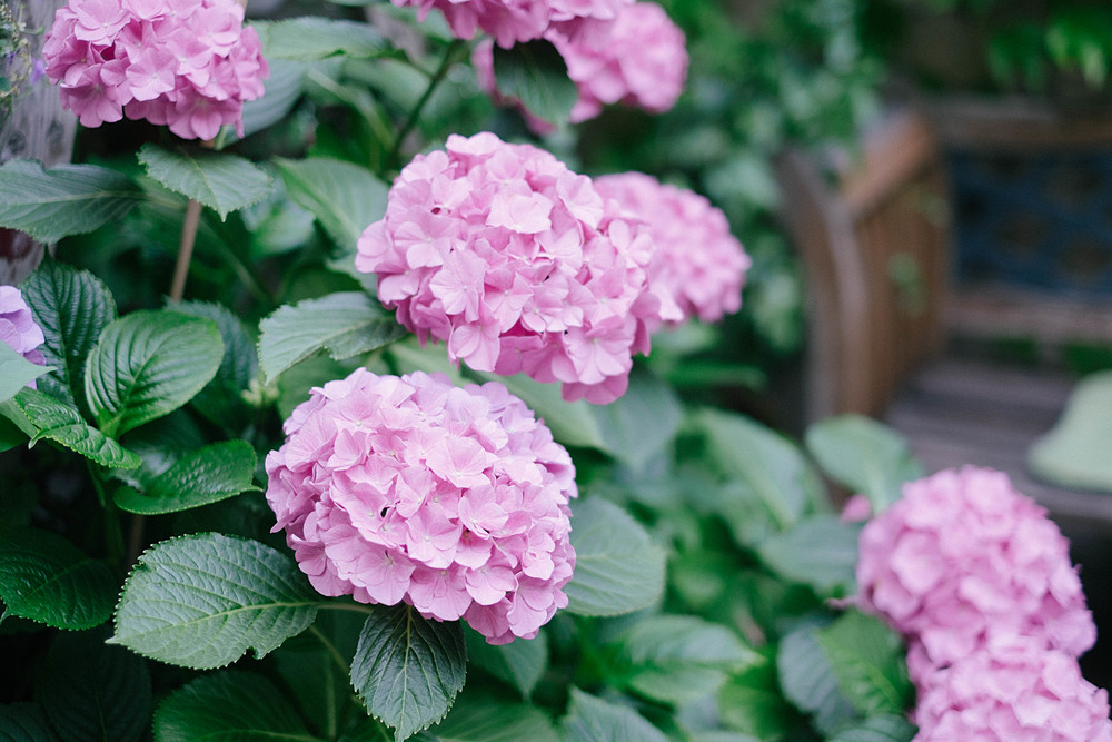 fleurs baden baden