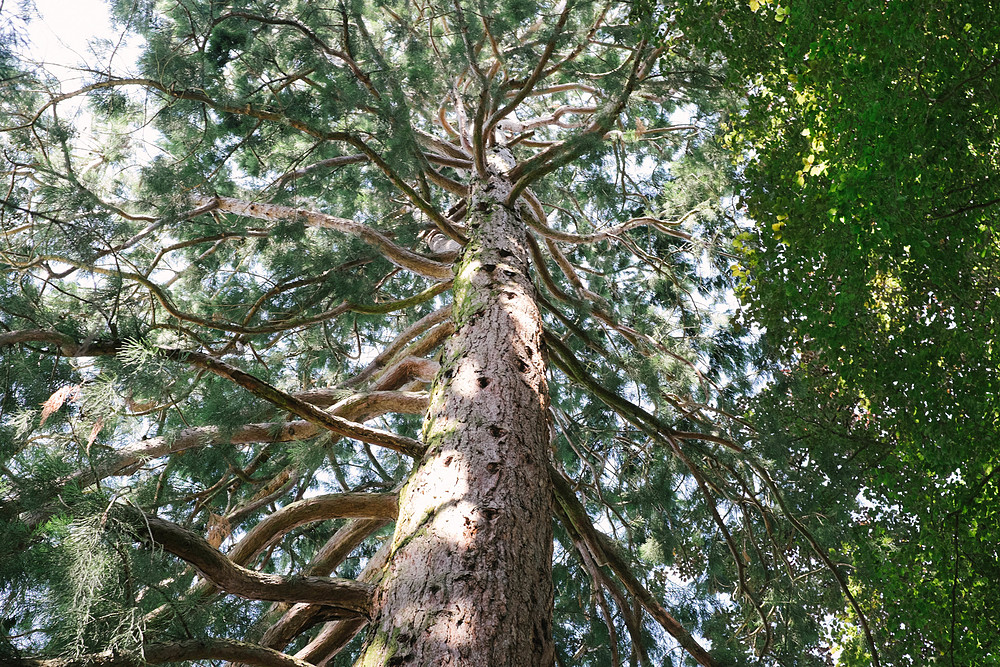 arbre baden baden