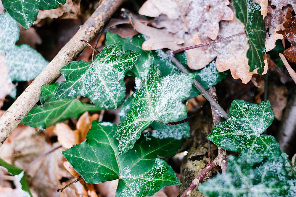 feuilles givrées