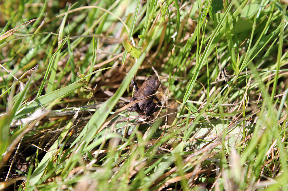 bébé grenouille