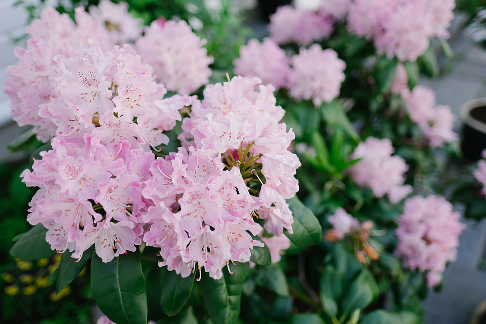 nordnes bergen fleurs