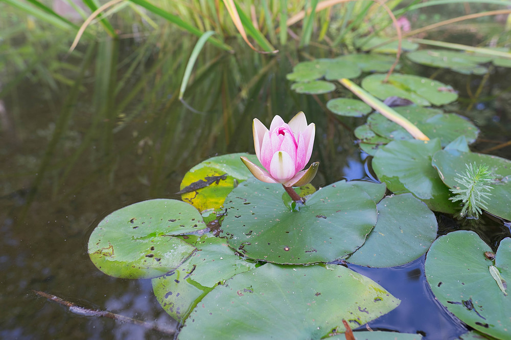 jardins de poulaines