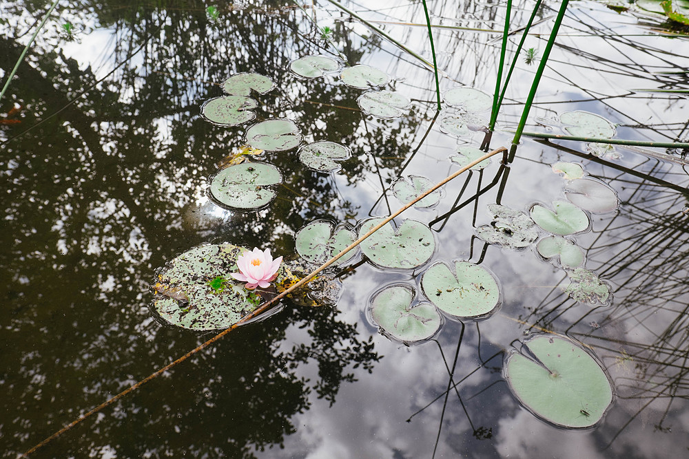 reflets nénuphars