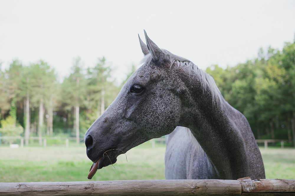 cheval poulaines