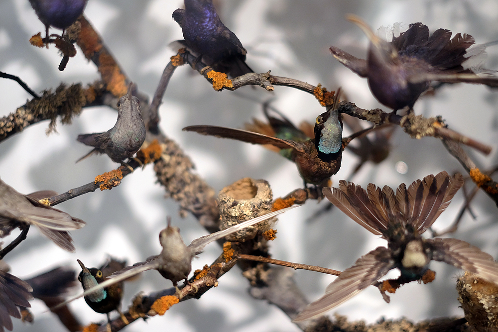 oiseaux musée d'histoire naturelle londres
