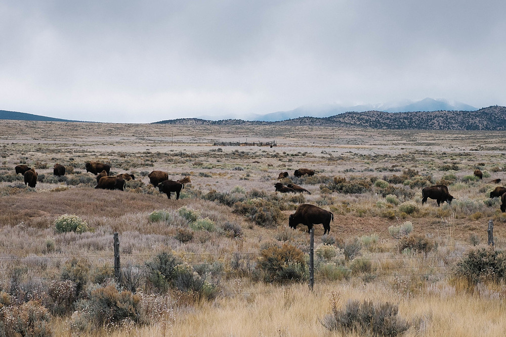 bisons taos nouveaux mexique