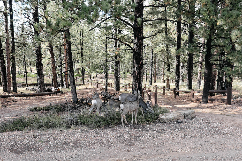 bryce canyon biches