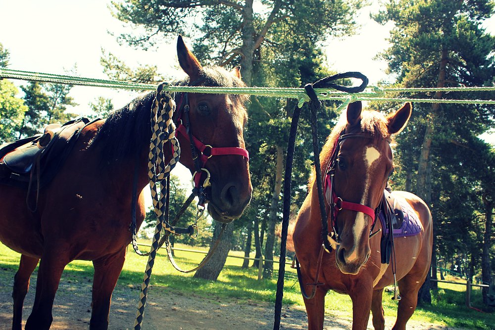 randonnée à cheval en auvergne