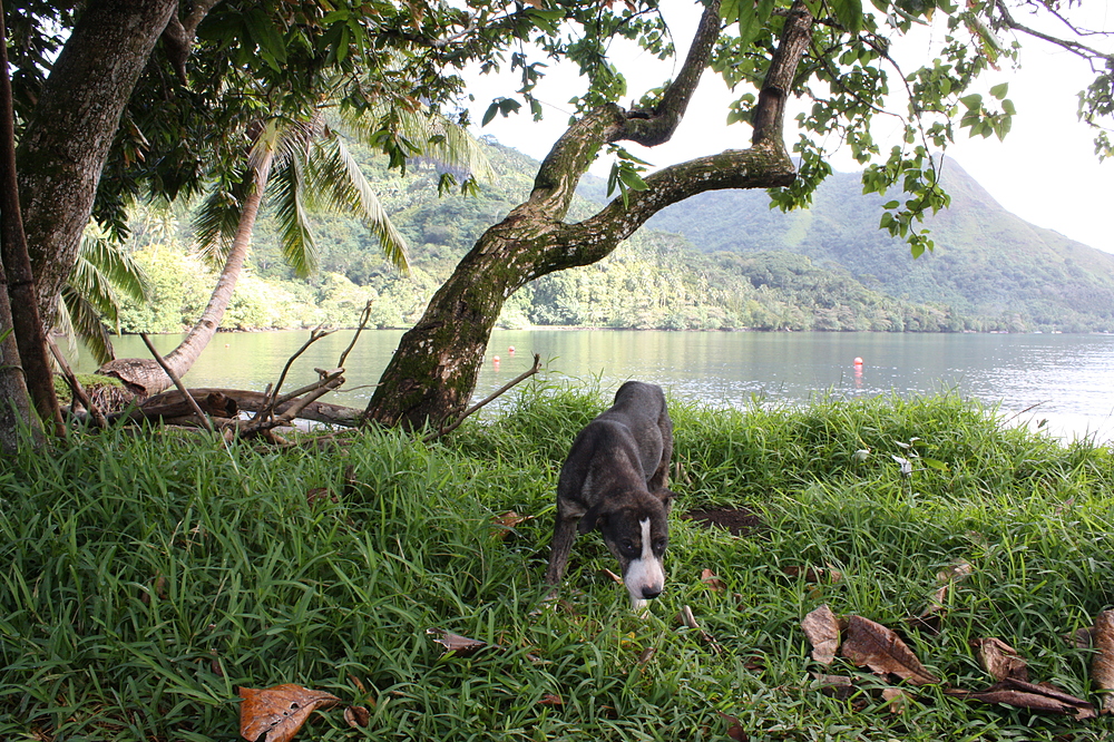 Chien sauvage à Moorea