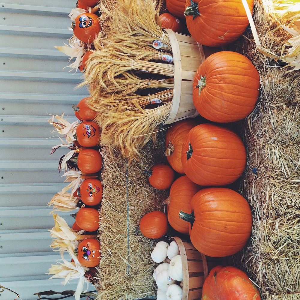 citrouilles halloween