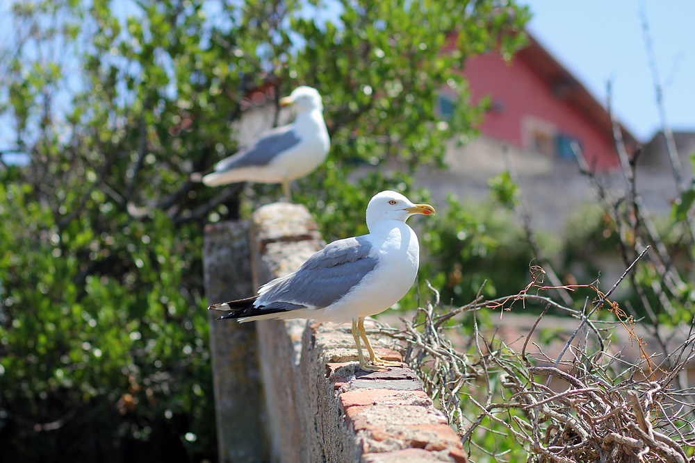 mouette île d'elbe