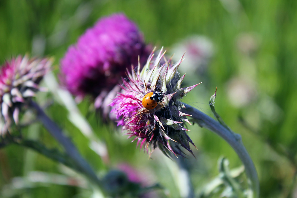 coccinelle auvergne