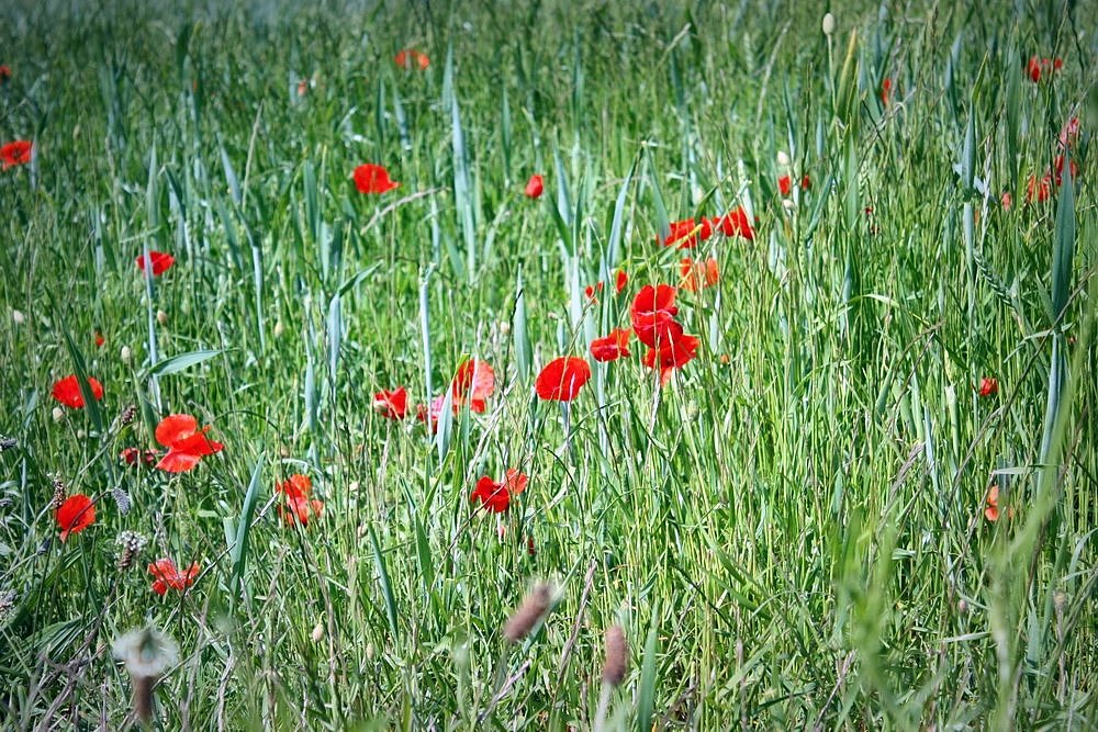 Coquelicots île de ré