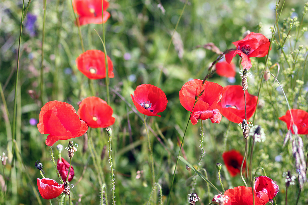 Coquelicots