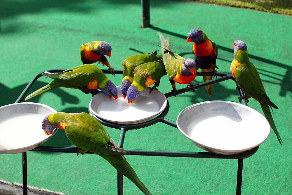 Lorikeet feeding