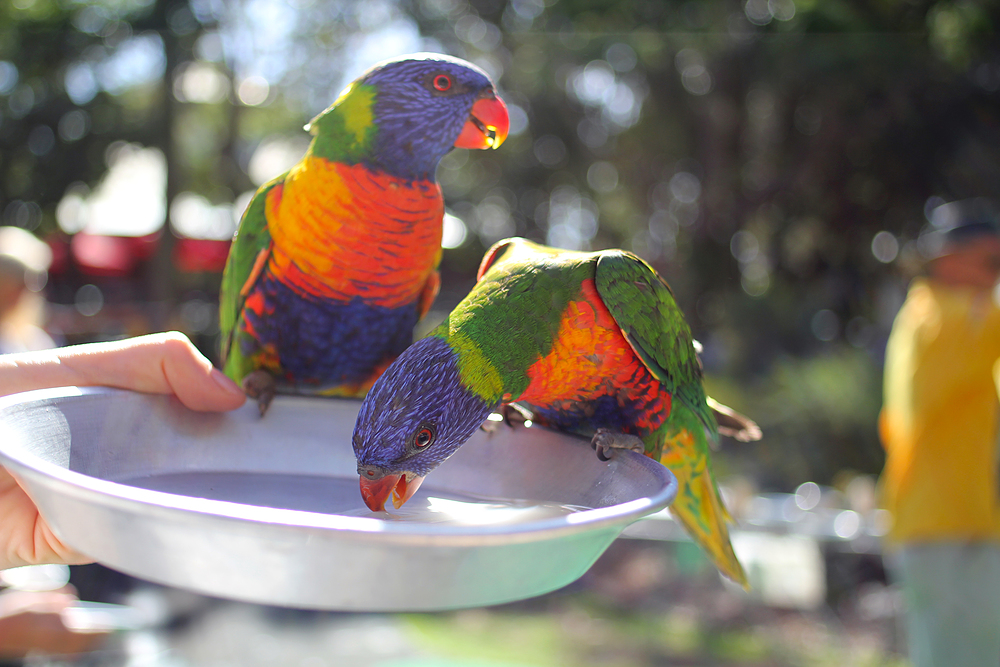 Lorikeet