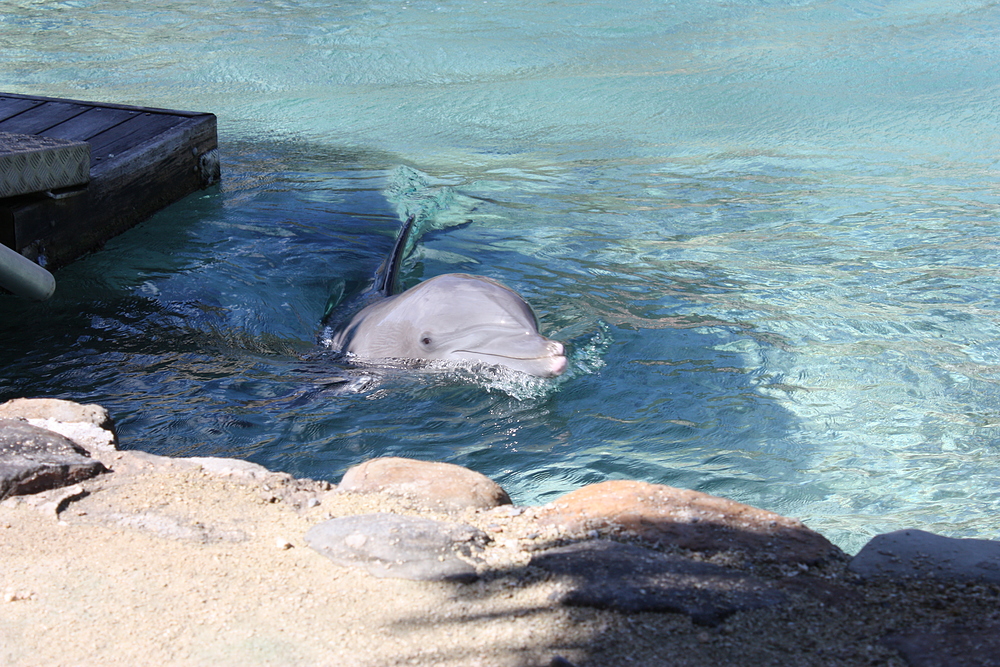 Dolphin Center moorea