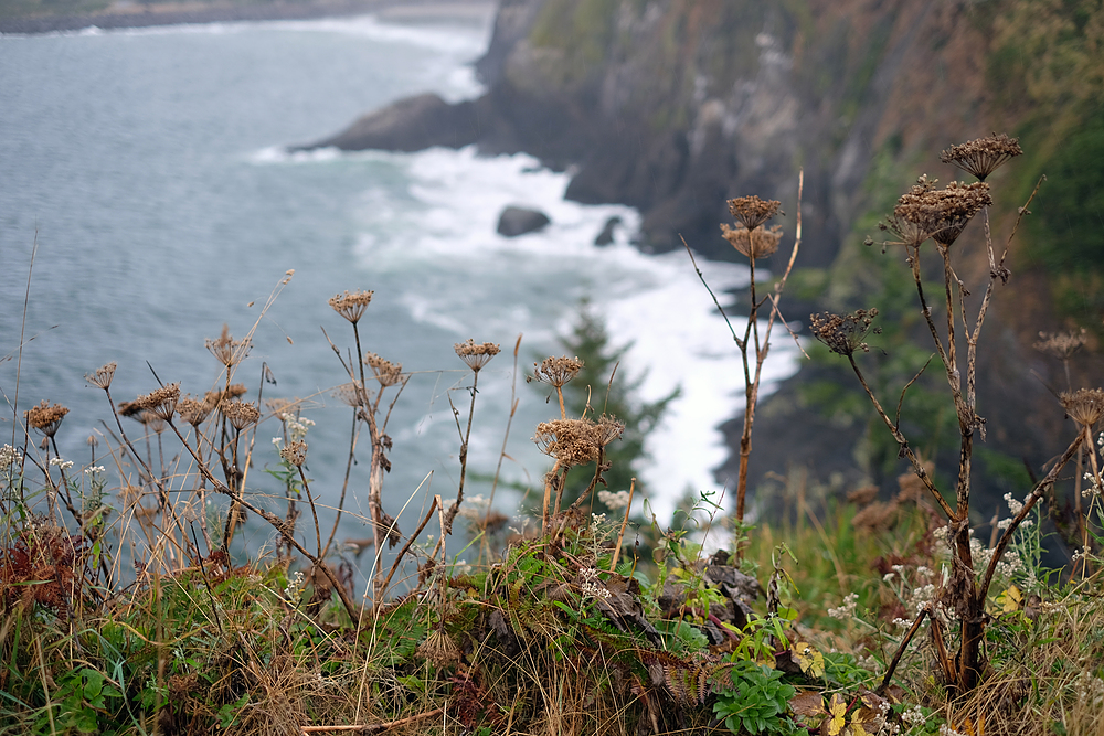 cape disappointment