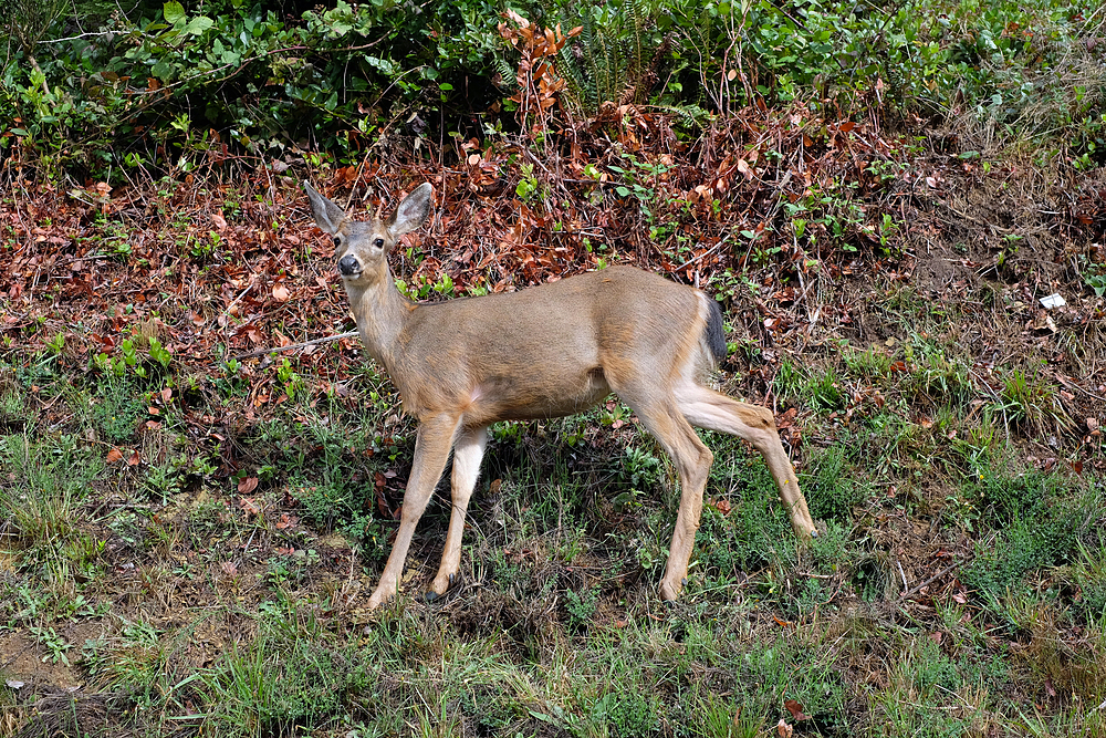 biche astoria